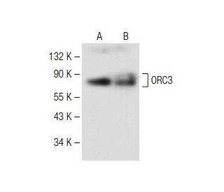 ORC3 Antibody (C-12) - Western Blotting - Image 149458 
