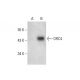 western blotting image from recommended ORC4 (H-2) monoclonal antibody replacement. Image 304507