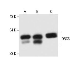 ORC6 Antibody (3A4) - Western Blotting - Image 9633 
