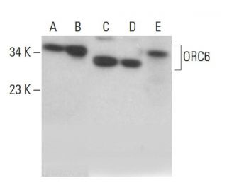 ORC6 Antibody (D-4) - Western Blotting - Image 381363 