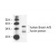 Orexin-A Antibody (KK09) - Western Blotting - Image 404626