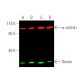 western blotting image from recommended Orexin R-1/2 (E-9) monoclonal antibody replacement. Image 389816