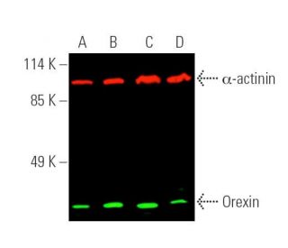 western blotting image from recommended Orexin R-1/2 (E-9) monoclonal antibody replacement. Image 389816