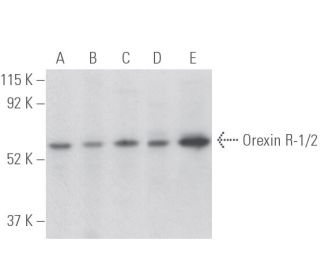 Orexin R-1/2 Antibody (E-9) - Western Blotting - Image 398067 