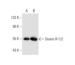 Orexin R-1/2 Antibody (E-9) - Western Blotting - Image 66123