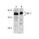 ORP-1 Antibody (B-3) - Western Blotting - Image 157512