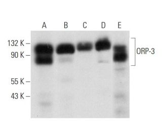 ORP-3 Antibody (G-5) - Western Blotting - Image 314097 