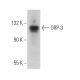 ORP-3 Antibody (G-5) - Western Blotting - Image 366925 