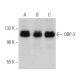 ORP-3 Antibody (G-5) - Western Blotting - Image 367440