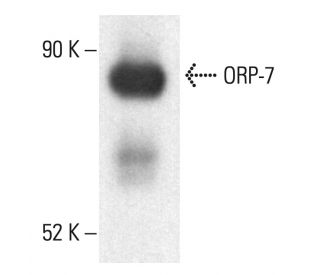 ORP-7 Antibody (E-2) - Western Blotting - Image 401923 