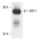 ORP-7 Antibody (E-2) - Western Blotting - Image 401923 