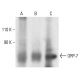 ORP-7 Antibody (E-2) - Western Blotting - Image 401924 