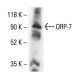 ORP-7 Antibody (E-2) - Western Blotting - Image 405082
