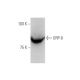 ORP-8 Antibody (PL-C26) - Western Blotting - Image 65023