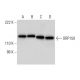 ORP150 Antibody (A-3) - Western Blotting - Image 303385 