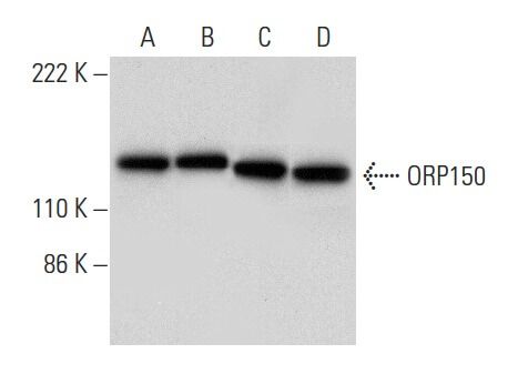 ORP150 Antibody (A-3) | SCBT - Santa Cruz Biotechnology