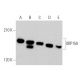 ORP150 Antibody (A-3) - Western Blotting - Image 360796 