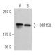 ORP150 Antibody (A-3) - Western Blotting - Image 363837