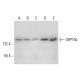 ORP150 Antibody (C-9) - Western Blotting - Image 301363
