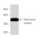 OS4 Antibody (2230C1a) - Western Blotting - Image 16490