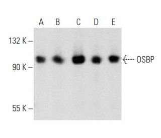OSBP Antibody (A-5) - Western Blotting - Image 357013 