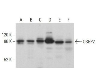 OSBP2 Antibody (A-3) - Western Blotting - Image 378142 