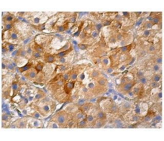 OSBP2 Antibody (B-1) - Immunohistochemistry - Image 263027 
