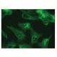 OSBP2 Antibody (G-8) - Immunofluorescence - Image 149287 