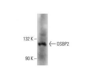 OSBP2 Antibody (G-8) - Western Blotting - Image 145574 