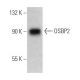 OSBP2 Antibody (G-8) - Western Blotting - Image 367686