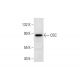 OSC Antibody (G-6) - Western Blotting - Image 137810