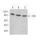 OSC Antibody (G-6) - Western Blotting - Image 378520 