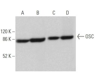 OSC Antibody (D-6) - Western Blotting - Image 367523Each CRISPR/Cas9 Knockout (KO) Plasmid product consists of a pool of 3 plasmids designed to ensure identification and cleavage of a specific gene for maximum knockout efficiency. Each plasmid encodes a unique 20 nt sequence derived from the GeCKO (v2) library. 
