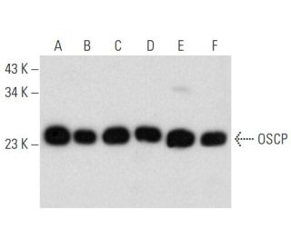 OSCP Antibody (A-8) - Western Blotting - Image 357348 