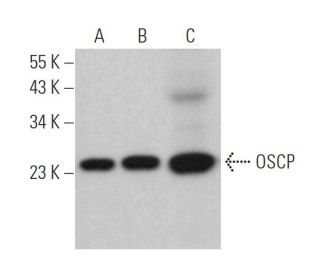 OSCP Antibody (A-8) - Western Blotting - Image 371562