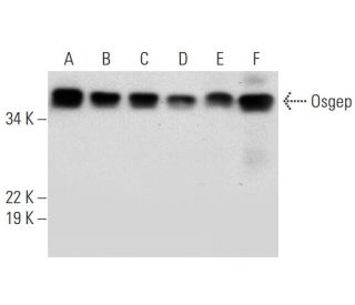 Osgep Antibody (H-3) - Western Blotting - Image 292987 