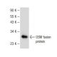 OSM Antibody (A-9) - Western Blotting - Image 147852