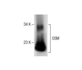 OSM Antibody (N-1): sc-129