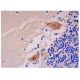 OSMR β Antibody (AN-A2) - Immunohistochemistry - Image 290447