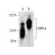 OSMR β Antibody (C-7) - Western Blotting - Image 155416