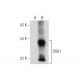 OSR1 Antibody (C-8) - Western Blotting - Image 156256