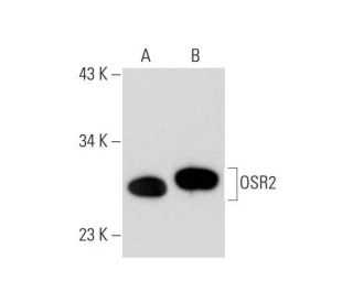 OSR2 Antibody (H-8) - Western Blotting - Image 296236 