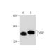 OSR2 Antibody (H-8) - Western Blotting - Image 296236 