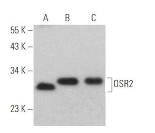 OSR2 Antibody (H-8) - Western Blotting - Image 367623