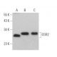 OSR2 Antibody (H-8) - Western Blotting - Image 367623