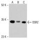 Anticorpo OSR2 (H-8): sc-393516. Analisi Western blot dell'espressione di OSR2 nei lisati cellulari totali di HeLa (A), K-562 (B) e HCT-116 (C). Reagente di rilevamento utilizzato: m-IgG Fc BP-HRP: sc-525409. OSR2 Antibody (H-8) - Western Blotting - Image 415282