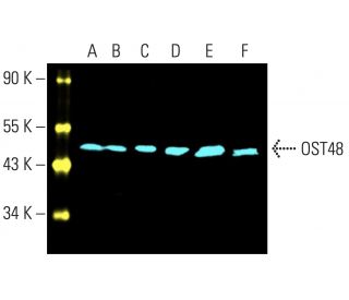 OST48 Antibody (E-9) - Western Blotting - Image 402027