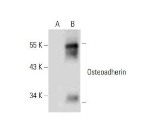Osteoadherin Antibody (B-10) - Western Blotting - Image 129997