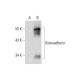 Osteoadherin Antibody (B-10) - Western Blotting - Image 129997