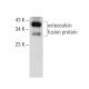 osteocalcin Antibody (C-7) - Western Blotting - Image 158389
